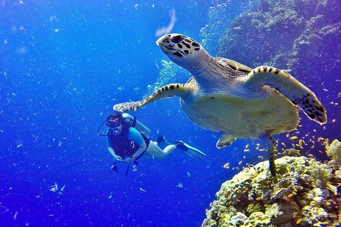 Hurghada: Full-Day Diving Tour with Lunch & Two Dive Sites - Who Should Book This Tour (and Who Might Want Another Option)