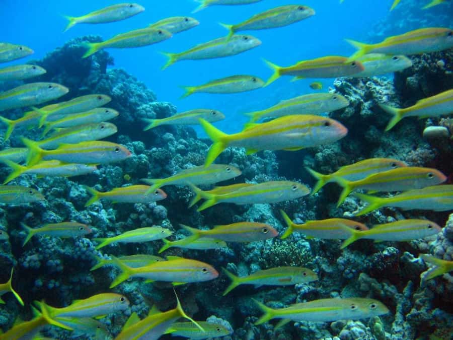 Hurghada: Full-Day Scuba Diving Tour with 2 Sites and Lunch - Two sites on the Red Sea: what up to 10 meters really means