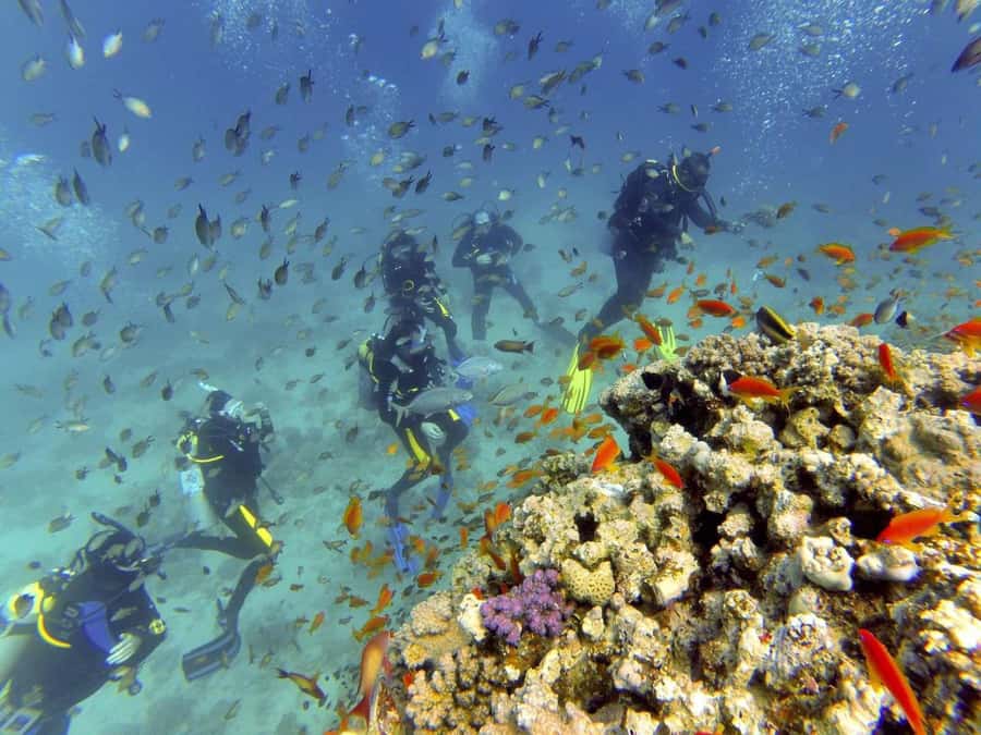 Hurghada: Full-Day Scuba Diving Tour with 2 Sites and Lunch - Price and value: why $70 can work well, and what to budget on top