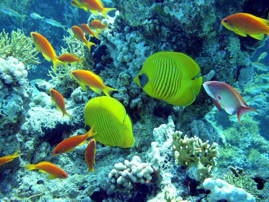 Hurghada: Full-Day Scuba Diving Tour with 2 Sites and Lunch - Choosing the right option: beginner comfort vs certified diver pace