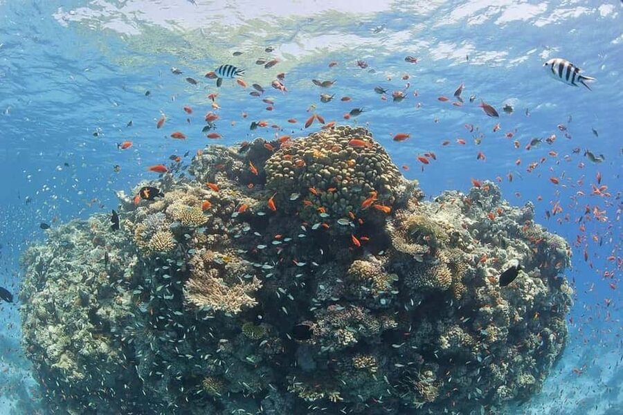 Hurghada: Full-Day Snorkeling Tour in Sharm El Naga w/Lunch - What is included, what you might still need, and how to judge value