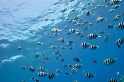 Glass Boat & Snorkeling with Optional Parasailing