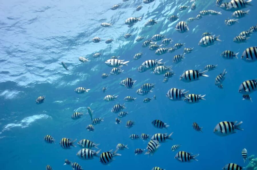 Hurghada: Glass Boat & Snorkeling with Optional Parasailing - Getting From Your Hotel to Hurghada Marina (Without Losing Your Morning)