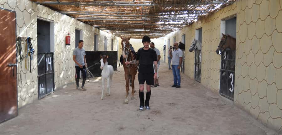 Hurghada: Horse Ride, BBQ Dinner, and Stargazing - BBQ Dinner Under the Stars: What’s Served and What It Feels Like