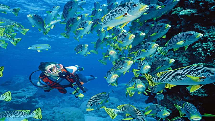 Hurghada:Luxury Diving & Snorkeling inc/Island/Lunch/Massage - A luxury yacht day in Hurghada: what you really get for $58