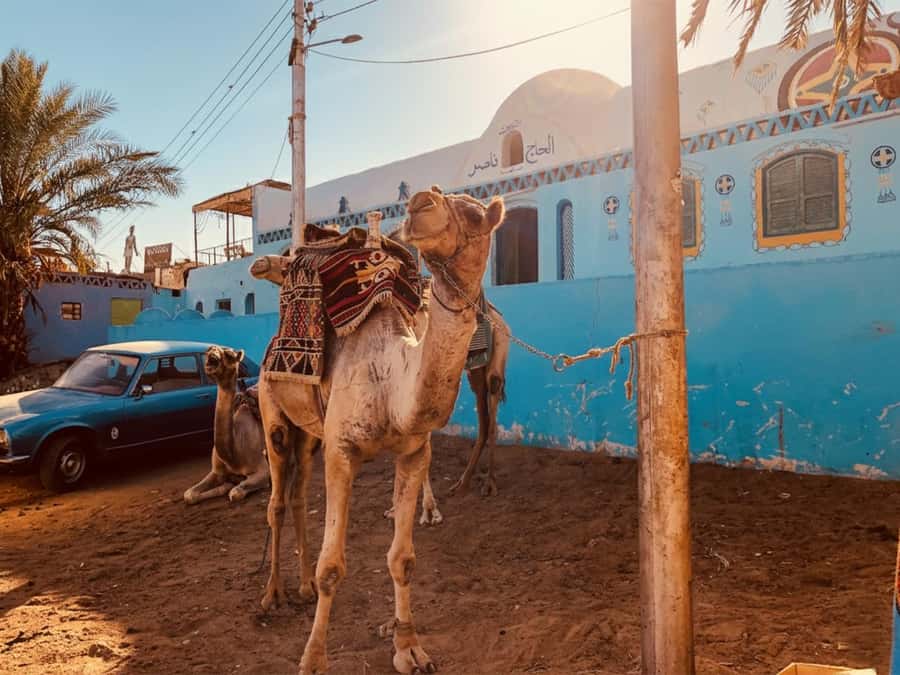 Hurghada: Morning Quad Bike Tour, Camel Ride and Transfer - Your quad route: desert silence, photo stops, and Red Sea views