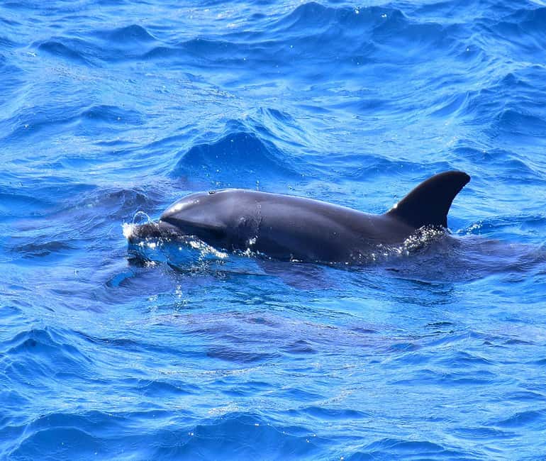 Hurghada or Makadi: Discover the Magic of Dolphin House - Snorkeling for coral and colorful fish, with guided support