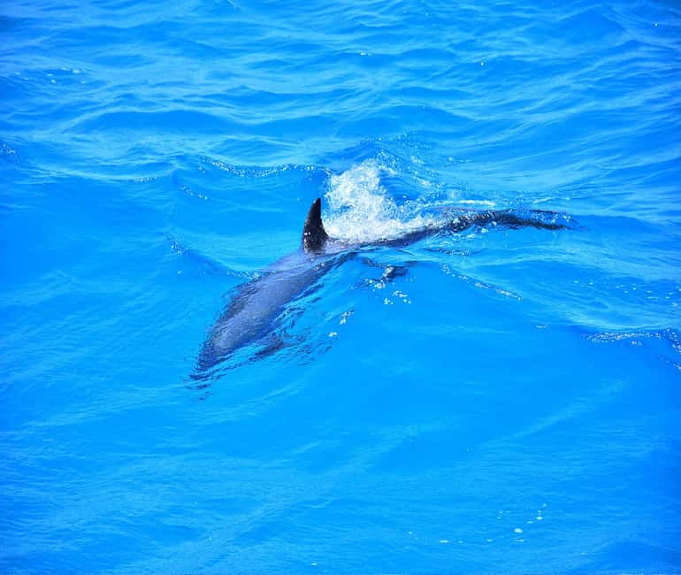 Hurghada or Makadi: Discover the Magic of Dolphin House - Price and value for a full Red Sea day around $27