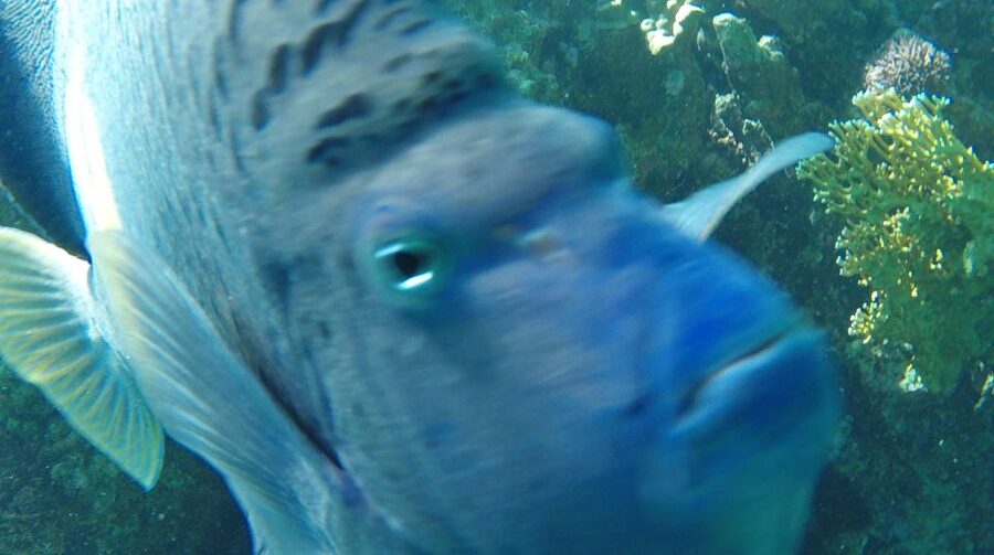 Hurghada: Orange Bay & Giftun Island, Snorkeling With Lunch - Key highlights you’ll care about most