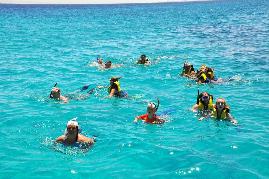 Hurghada: Orange Bay & Giftun Island, Snorkeling With Lunch - Dolphins, rays, turtles, and fish: what you should hope to see