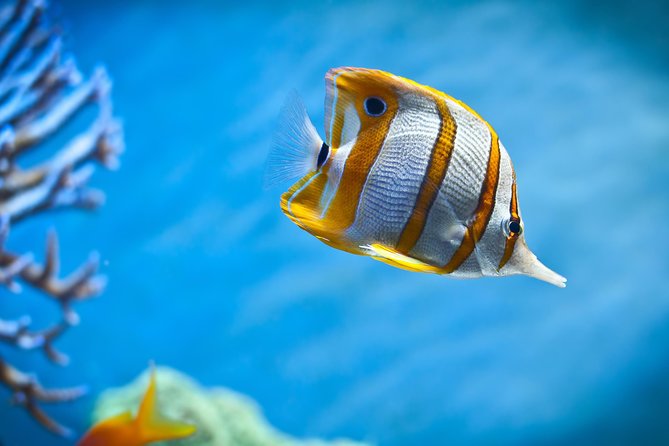 Hurghada: Orange Bay, Snorkeling, Watersports, Lunch & Drinks - Photo Packages: Pretty Pictures, But Check the Fine Print