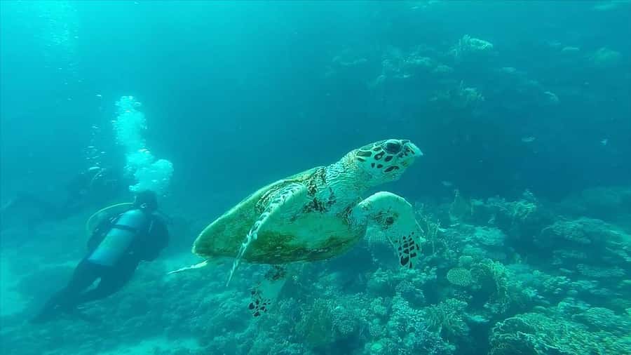 Hurghada: Premium Island Cruise with Lunch and snorkeling - Tips to get the most out of the 6-hour schedule
