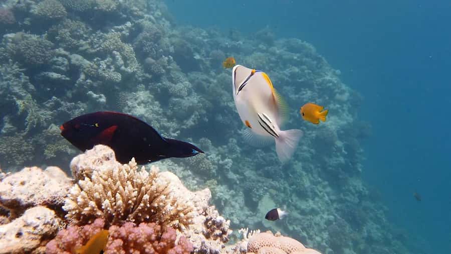 Hurghada: Premium Island Cruise with Lunch and snorkeling - Premium island cruise basics: snorkeling, lunch, and a tidy boat for $31