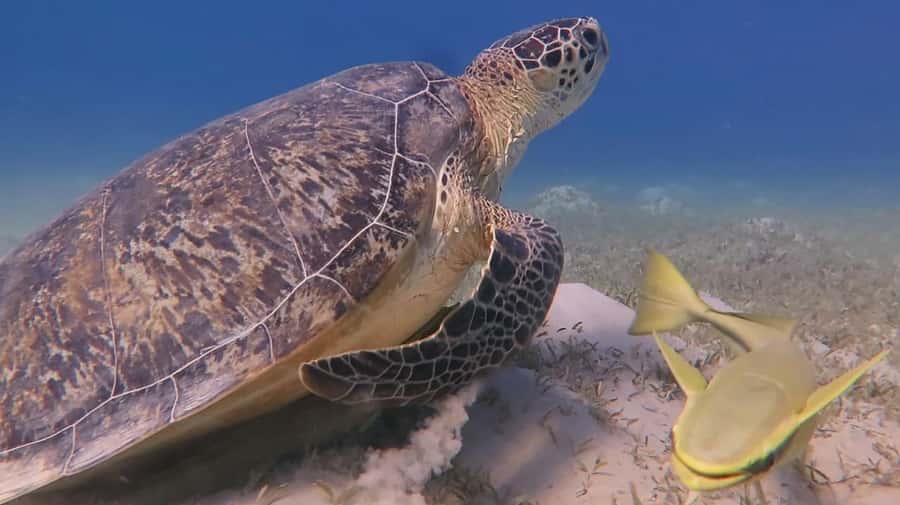 Hurghada: Premium Island Cruise with Lunch and snorkeling - Two reef snorkeling stops with instructors watching the whole time