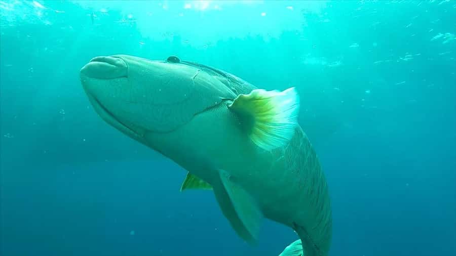Hurghada: Premium Island Cruise with Lunch and snorkeling - Giftun Island and Orange Bay scenery, plus tide dependent planning