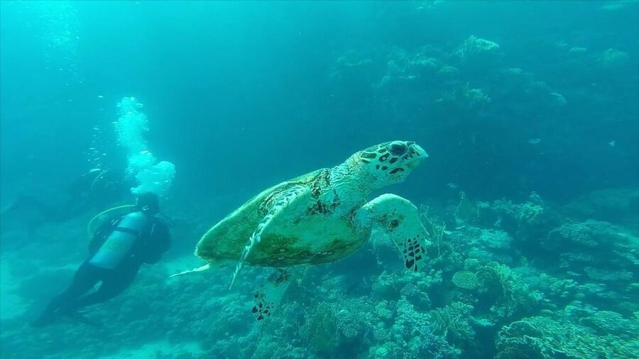 Hurghada: Premium Island Cruise with Lunch and snorkeling - Lunch on board: fresh ingredients, buffet style, and waiter service