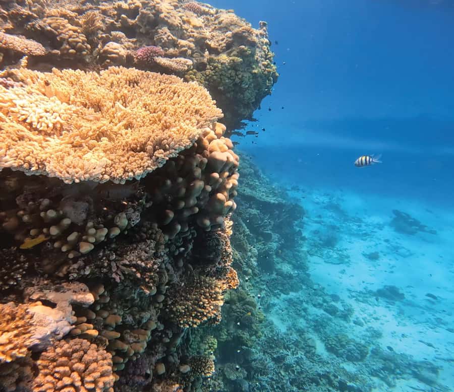 Hurghada: Premium Orange Island Cruise with Lunch & Transfer - Key highlights before you go
