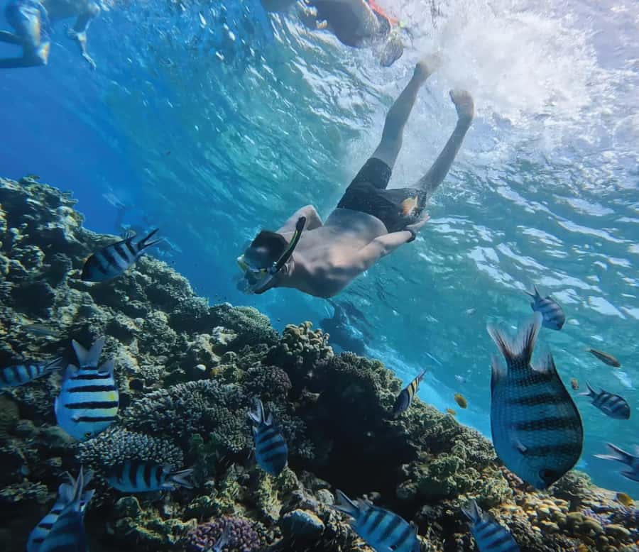 Hurghada: Premium Orange Island Cruise with Lunch & Transfer - How the 8-hour flow works, pickup to marina