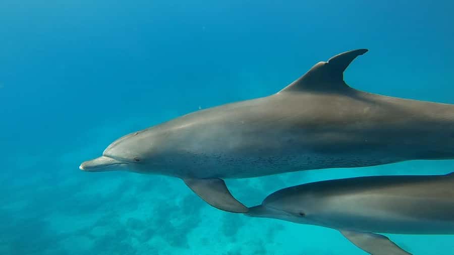 Hurghada: Private Speedboat Adventure with Snacks & Pick-up - Dolphins on the Red Sea: thrilling, but plan for search time