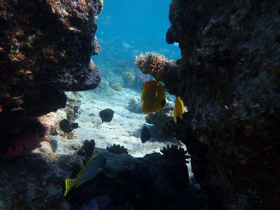 Hurghada: Private Speedboat to Magawish Island - What the Reviews Reveal, Mohammed and the Crew