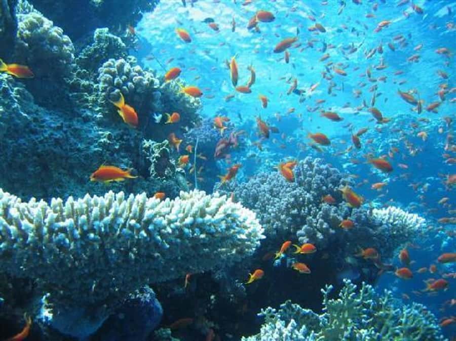 Hurghada, Professionals Diving in Open Water Tour with Lunch - Lunch on the boat: included, and worth using