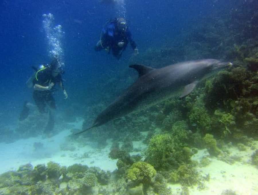 Hurghada, Professionals Diving in Open Water Tour with Lunch - Price and what you actually get for $72