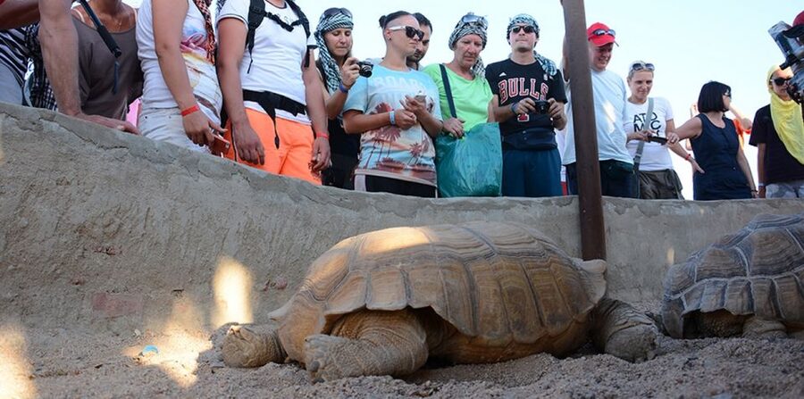 Hurghada: Quad Bike, Camel, Show, Dinner, & Stargazing Trip - Camel Riding Stop: Short by Default, Upgrade if You Want More
