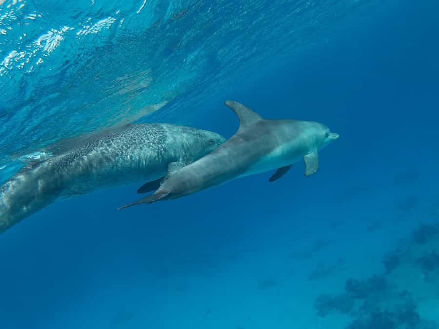 Hurghada: Royal Luxury VIP Cruise to Orange Bay with Lunch - Lunch on board: open buffet plus real drinks, not just a snack
