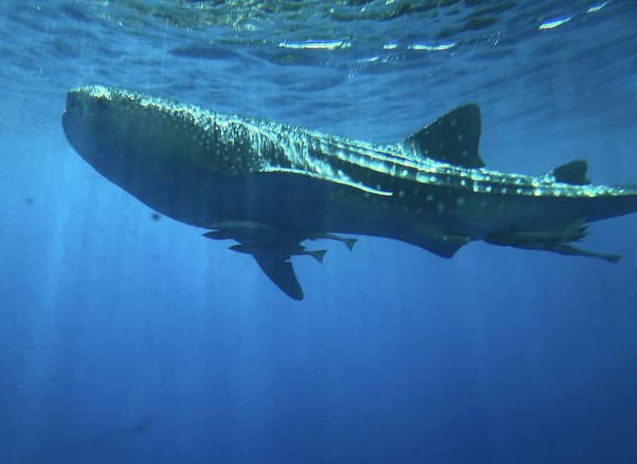 Hurghada: Royal Seascope Submarine Cruise with Snorkel Stop - Practical tips that make the trip smoother