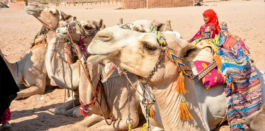 Hurghada: Safari Jeep, Buggy, Camel, Quad, Bedouin Dinner - Buggy time, faster turns and more control on the dunes