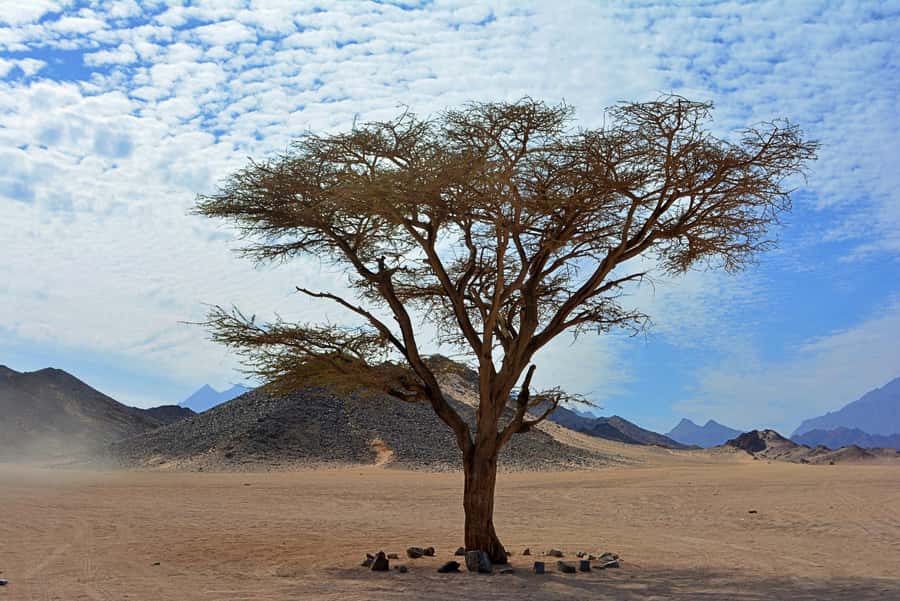 Hurghada: Safari Jeep & Camel Ride with BBQ Dinner & Show - Inside the Sahara Jeep Ride: Safety, Speed, and Sand Feel