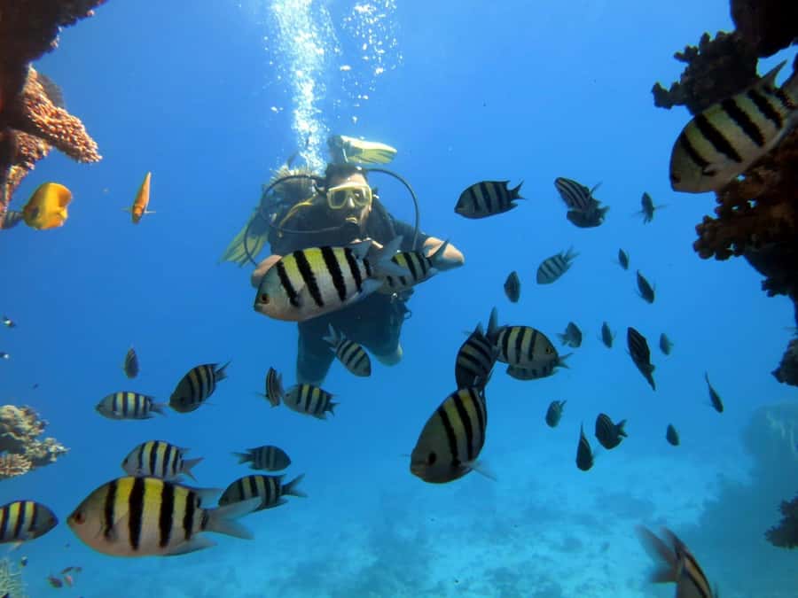 Hurghada: Scuba Diving cruise with lunch & pickup - Who should book this cruise in Hurghada