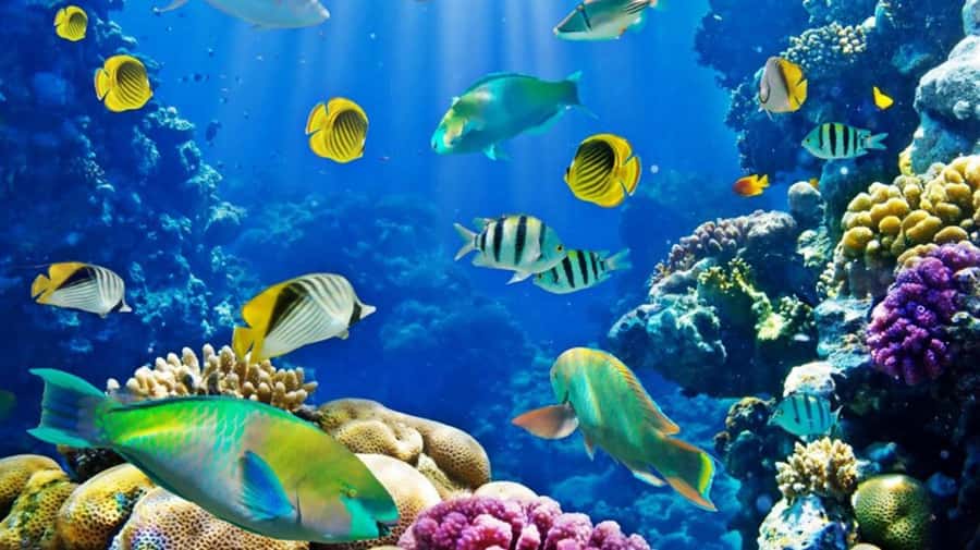 Hurghada: Scuba Diving cruise with lunch & pickup - Lunch on board, second underwater spot, and getting back safely
