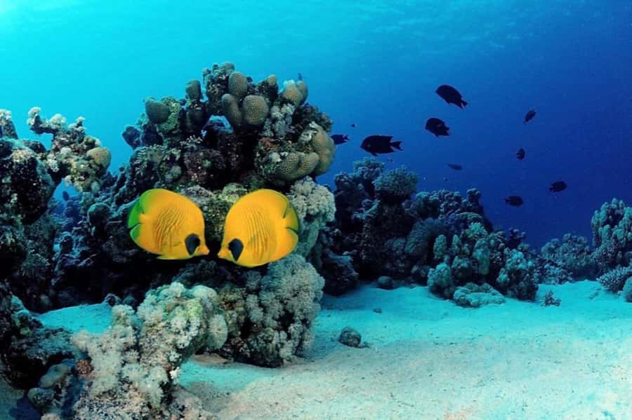 Hurghada: Scuba Diving cruise with lunch & pickup - Small gotchas I would plan for before you board
