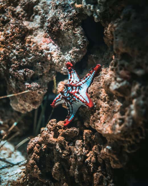 Hurghada: Scuba Diving for Beginners & Certified Divers - Should you book this tour or skip it?