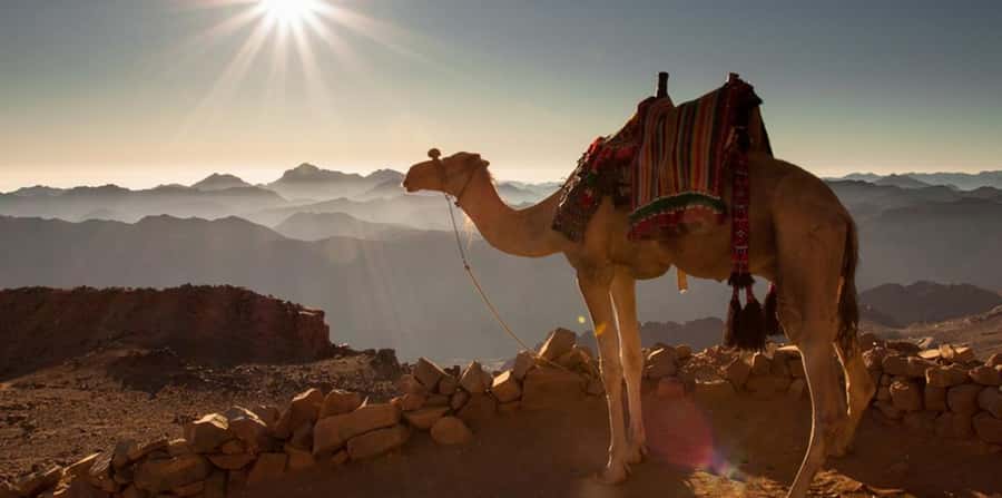 Hurghada: Sea & Desert Camel Ride w/Dinner, Show, Stargazing - What to pack and what to expect in the desert sun