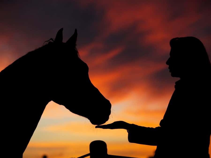 Hurghada: Sea & Desert Horse Tour, Stargazing, Dinner & Show - Hurghada horse riding that actually changes scenery