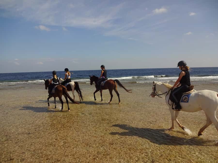 Hurghada: Sea & Desert Horse Tour, Stargazing, Dinner & Show - Transfers and timing: from Makadi Bay, Hurghada, El Gouna, and more
