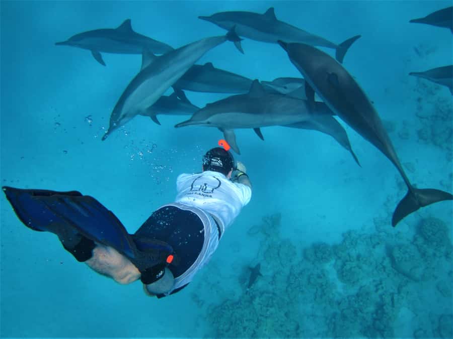Hurghada: Speedboat Dolphin Watching & Snorkeling with Lunch - Speedboat Dolphin Watching: what the search is really like