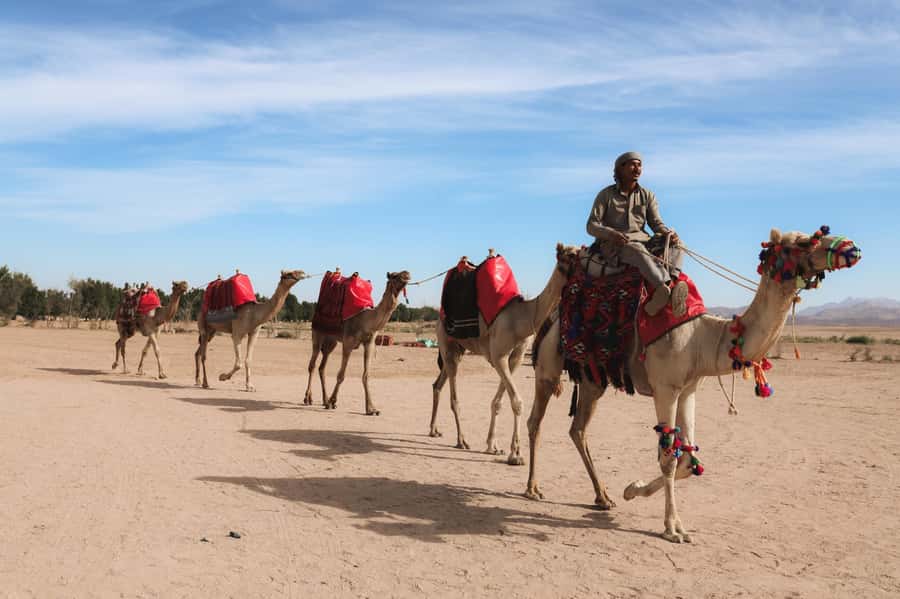 Hurghada: Sunset Camel Ride with Dinner - Key Highlights You Should Care About