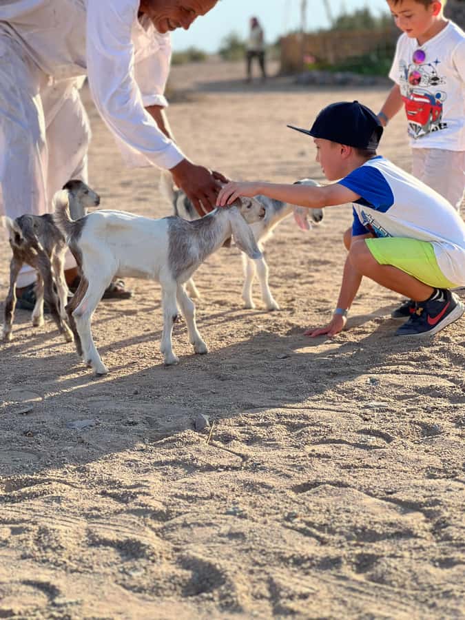 Hurghada: Sunset Camel Ride with Dinner - Stargazing With a Professional Telescope: How the Night Lesson Works