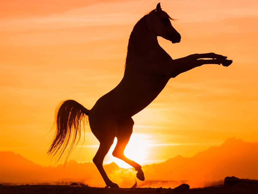Hurghada: Sunset Sea, Desert Horse W Opt, Dinner, Stargazing - Getting From Your Hotel to the Ride, Without the Usual Chaos