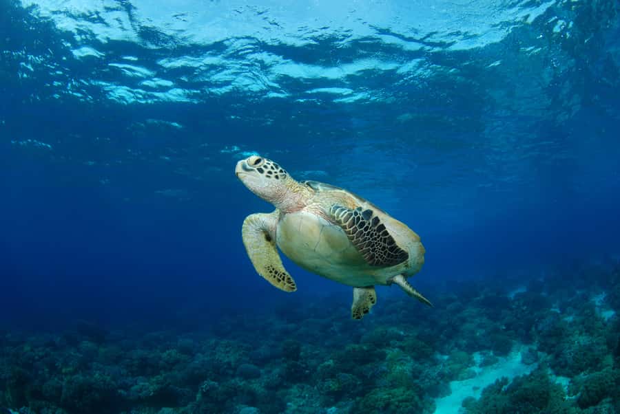Hurghada: Turtle Bay Speedboat Tour with Snorkeling - Key things to know before you go