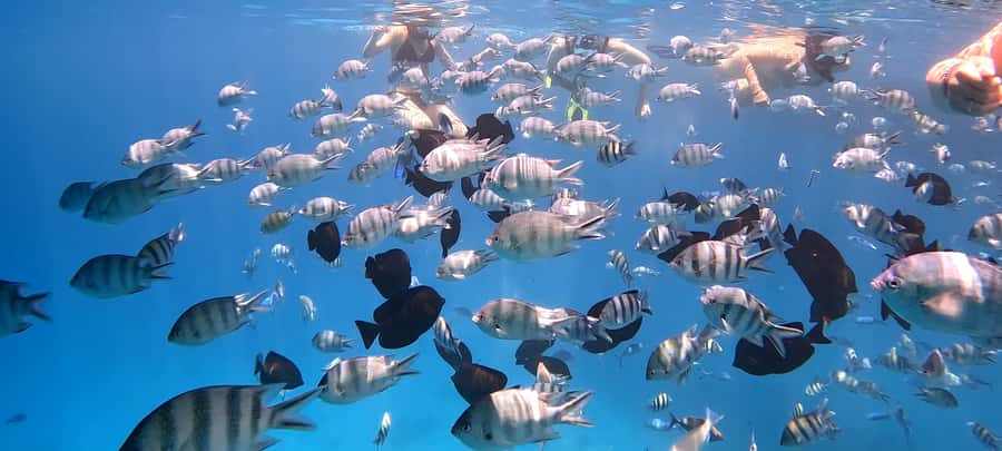 Hurghada: White Island Speedboat Tour, Snorkeling, & Lunch - The optional fly add-on: Red Sea views from above