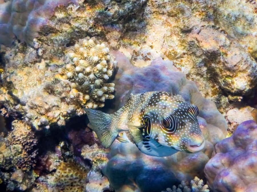 Hurghada: Yacht Trip Dolphin Watching W Lunch & Multi Option - Orange Bay or Magawish Island: choosing your vibe after lunch