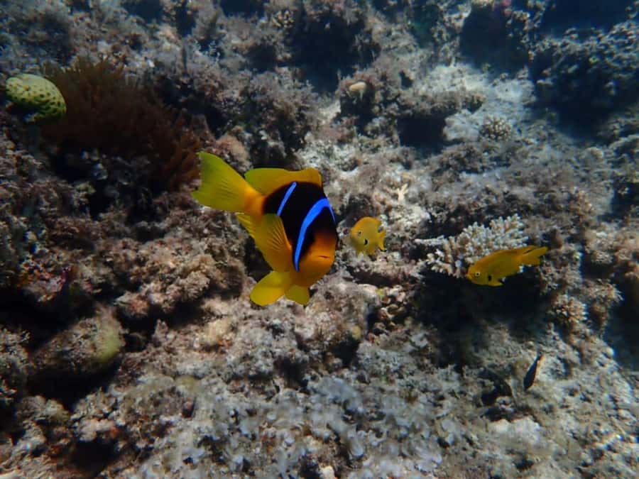 Hurghada: Yacht trip To Magawish island w Snorkeling & Lunch - Lunch setup, seafood upgrades, and what you should expect