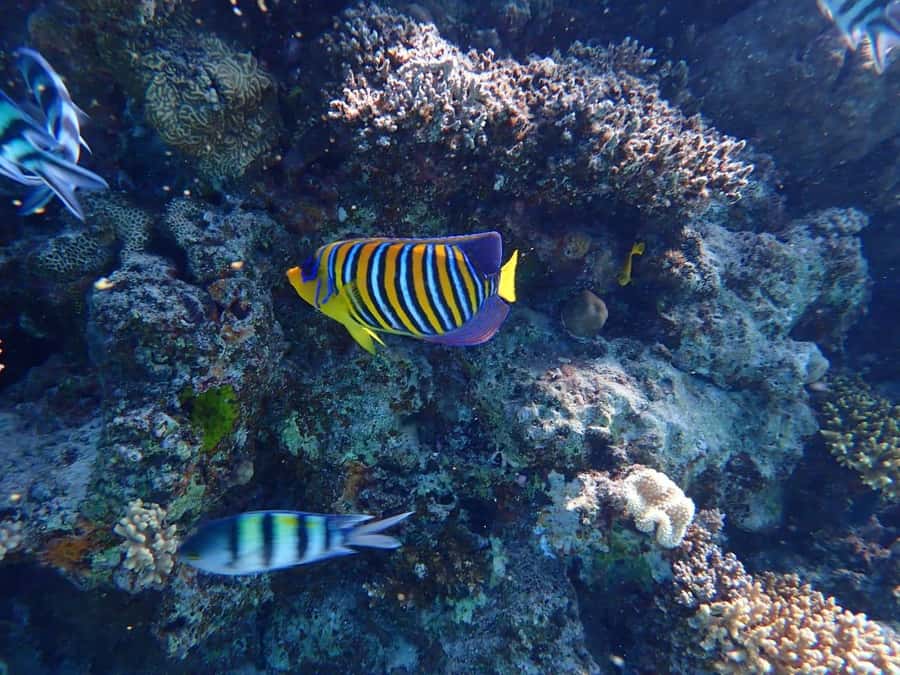 Hurghada: Yacht trip To Magawish island w Snorkeling & Lunch - The boat and water activities: when the day feels small