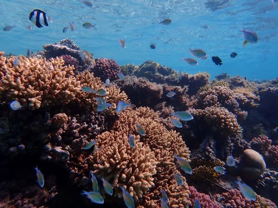 Hurghada: Yacht trip To Magawish island w Snorkeling & Lunch - Price and what you truly get for around $41