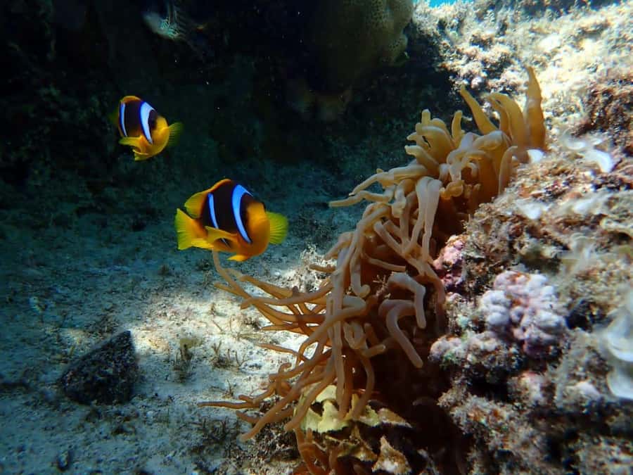Hurghada: Yacht trip To Magawish island w Snorkeling & Lunch - Should you book the Hurghada yacht trip to Magawish?