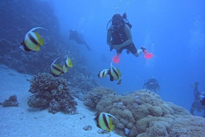 Intro Diving Beginner and Discover Red Sea Underwater - Hurghada Hotel Pickup to First Breaths at Sea Secret Diving